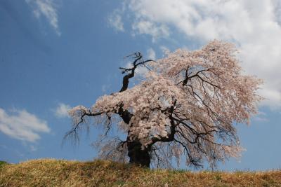 しだれ桜の里　信濃境を訪ねて（長野）