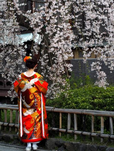 ０４　京都桜旅　都をどりと桜咲く鴨川ぶらぶら歩き