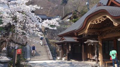 桜満開の山寺参拝