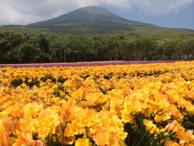 花と魚と牛の八丈島