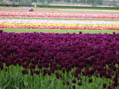 【ひったくり被害】オランダ・アムステルダムへ行ってきました！