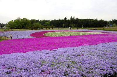 千葉県　千葉市富田都市農業交流センター　～芝桜～