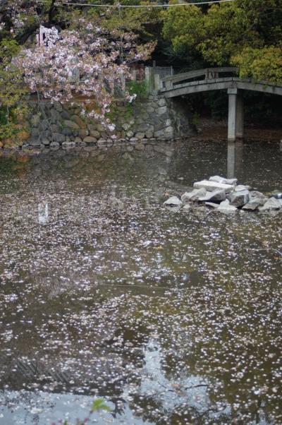 桜散り往く笠寺観音漂流