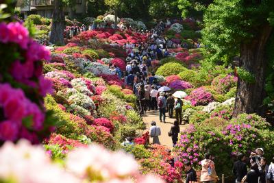 ２０１４年根津神社のつつじ