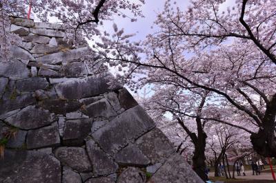いわて花めぐり(4)   盛岡城の桜