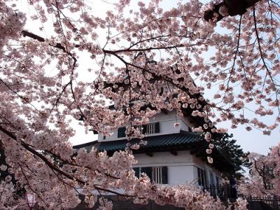 弘前城と桜のコラボしばらくお別れ