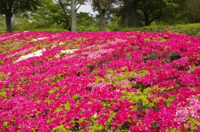 千葉県　昭和の森　～見頃のつつじと新緑の景色～