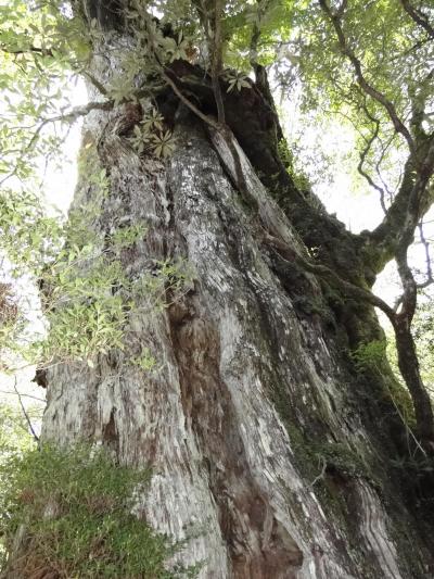 鉄砲伝来の種子島から世界遺産の屋久島へ