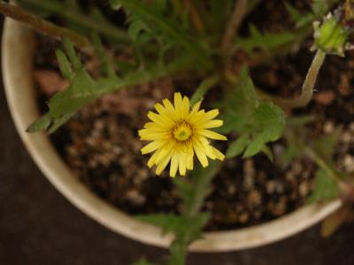 キバナシロタンポポの開花−8輪目もキバナ