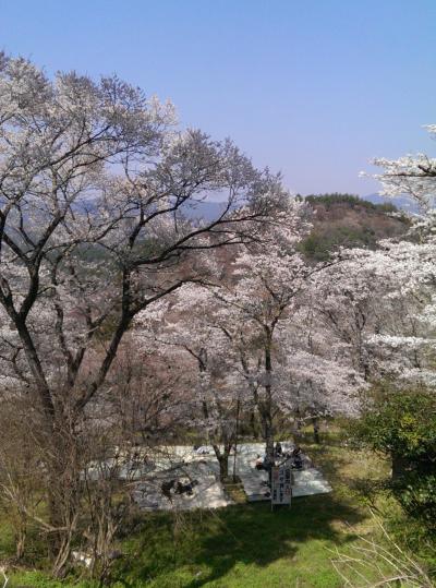 吉野桜