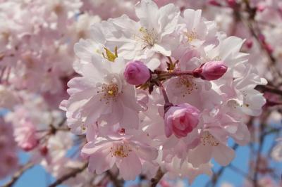 桜と灌仏会～生田川公園編～。