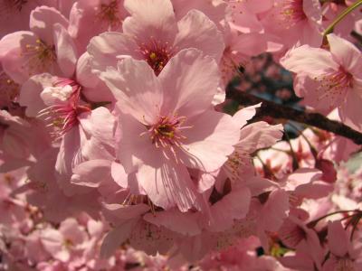 高遠城址など桜の花見ツアー