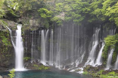 花のベストシーズンのはずだが・・・外れでした：富士芝桜とチューリップは全然咲いていません
