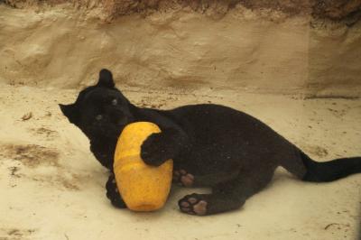 新幹線で行った初・神戸は雨の王子動物園（２）ジャガーの赤ちゃんやアムールヒョウに会いたい！～魅惑の猛獣たちや可愛いボブキャットにビックリ@