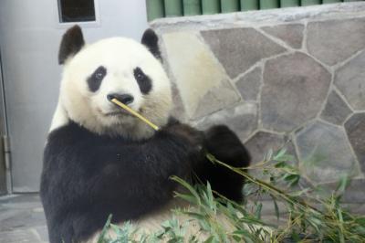 新幹線で行った初・神戸は雨の王子動物園（３）王子動物園での３大ミッション！～レッサーパンダとジャイアントパンダとコアラに会いたい！