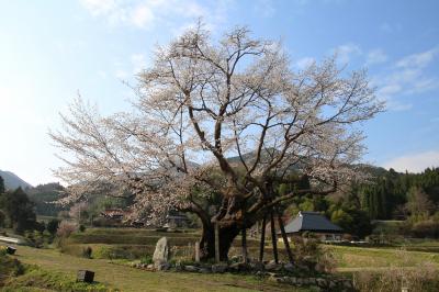 尾所の大桜、4度目の逢瀬で初めて青空の下で逢えました。