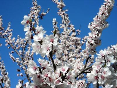 花の桃源郷フンザを歩く　1　（１～４日目）