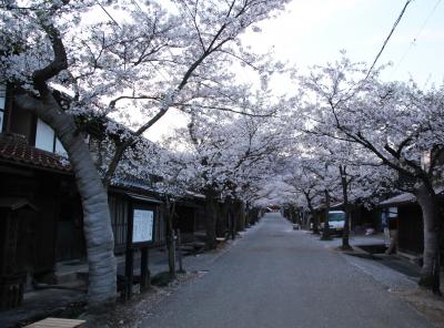 日露戦争の戦勝記念に植えられた宿場町新庄のがいせん桜と下湯原温泉ひまわり館