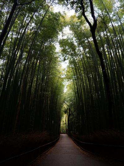 京都「緑と朱」　①嵯峨野竹林の道