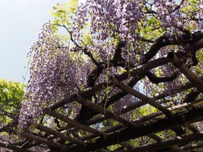 奈良で、鎌倉の仏像と藤の花