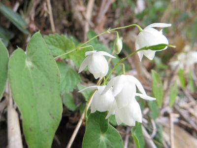 天山(1046.2m)から鏡山(283.7m)へ　5/1