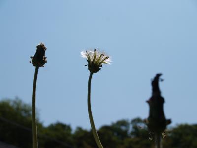 キバナシロタンポポの綿毛−4輪目の花から