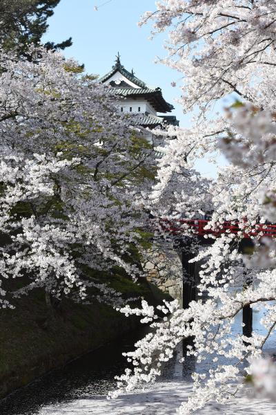 今年行かないと10年間撮れない弘前城の桜