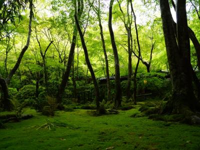 京都「緑と朱」 ②祇王寺