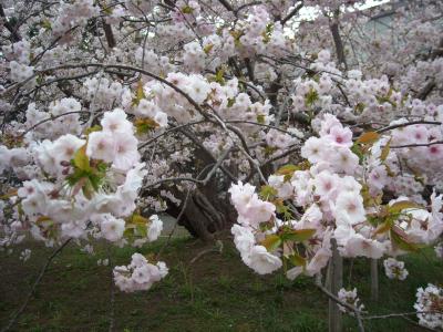 松前の花見（桜）見学1日目