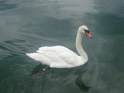 あ～かゆい。。。私は、ブレッド湖の白鳥！