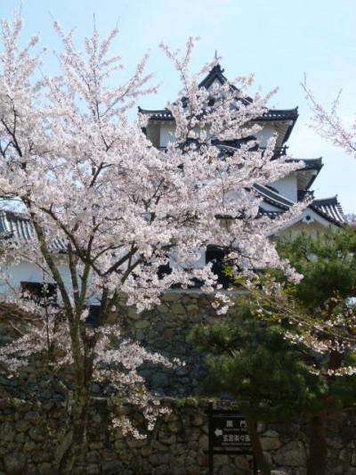 桜満開の彦根城