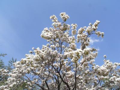 団子より花でした。