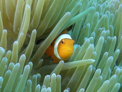 石垣島でダイビング Apr. 28, '14