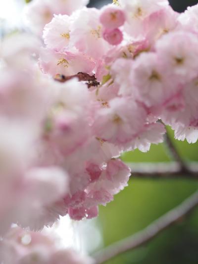 GWの京都旅行、改め滋賀旅行~比叡山延暦寺へ~