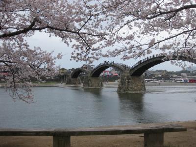 さくら満開の錦帯橋