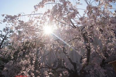 大阪造幣局桜の通り抜け