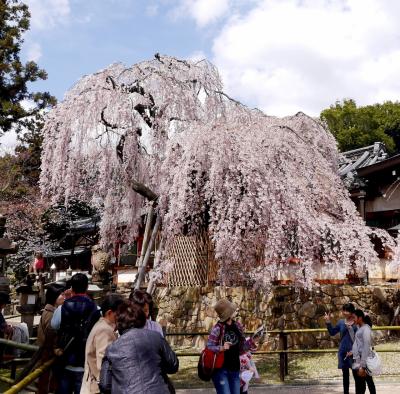 2014.3フィンランドの友人家族と熱海・京都・奈良旅行6-興福寺，氷室神社の素晴らしいしだれ桜