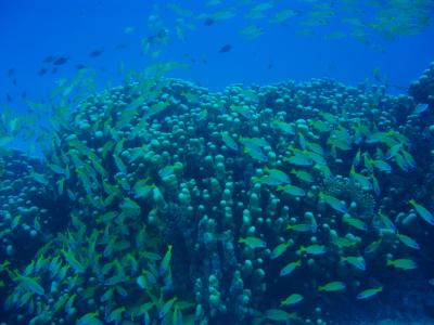 コブシメ不発。。。(涙）