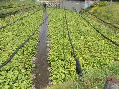 大王わさび農園