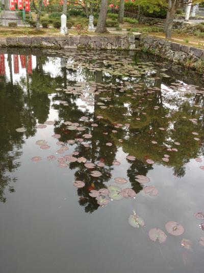 花のじゅうたん（シバザクラ）と永沢寺（ぼたん）→手打ち蕎麦・峠の一軒茶屋でわらびもち?