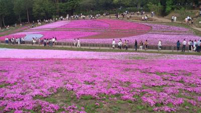 秩父*羊山公園の芝桜