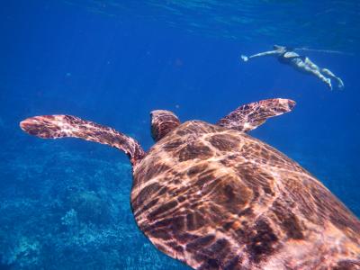 2014 Hawaii　 オアフ島　　その1