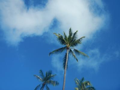 2014 Hawaii オアフ島 その2