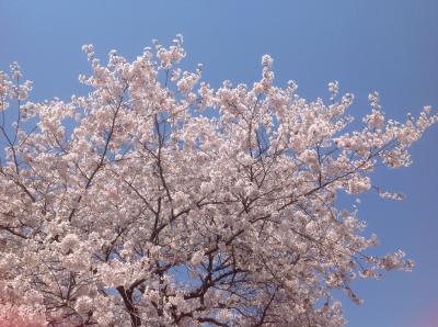 那須高原の春の花々♪♪