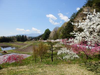 G.Wの南信州は花の盛りでした