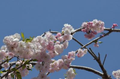 権現堂の花見