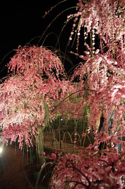 イルミネーション&しだれ梅