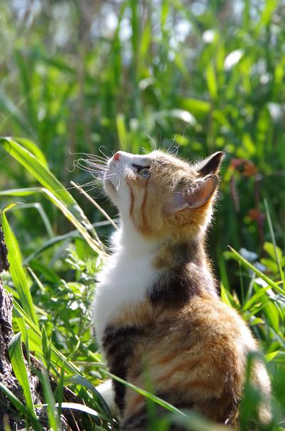 日間賀島にゃんこ旅