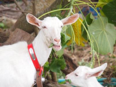 久しぶりの国内3泊4日【初日の石垣島編】