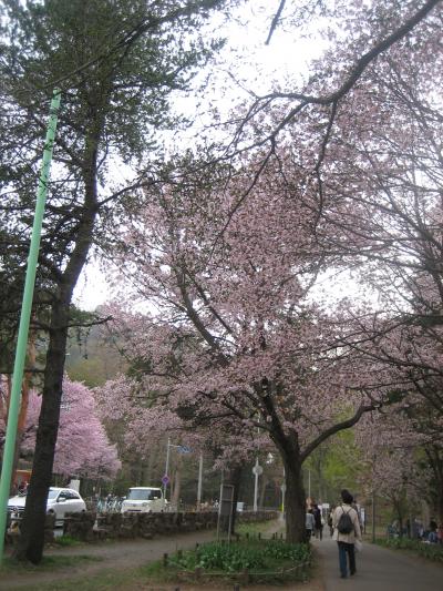 桜を見に行ってきました！～ひとりお花見＆ちょっと下見☆